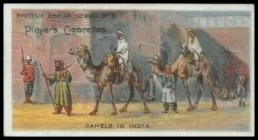 04PBE 6 Camels In India.jpg